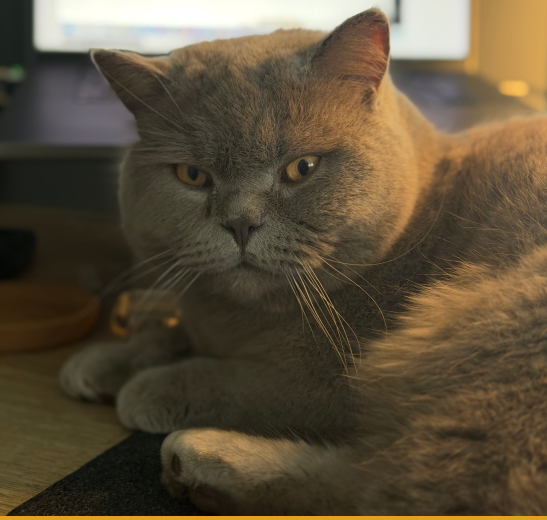 Mouse the cat sitting in warm light